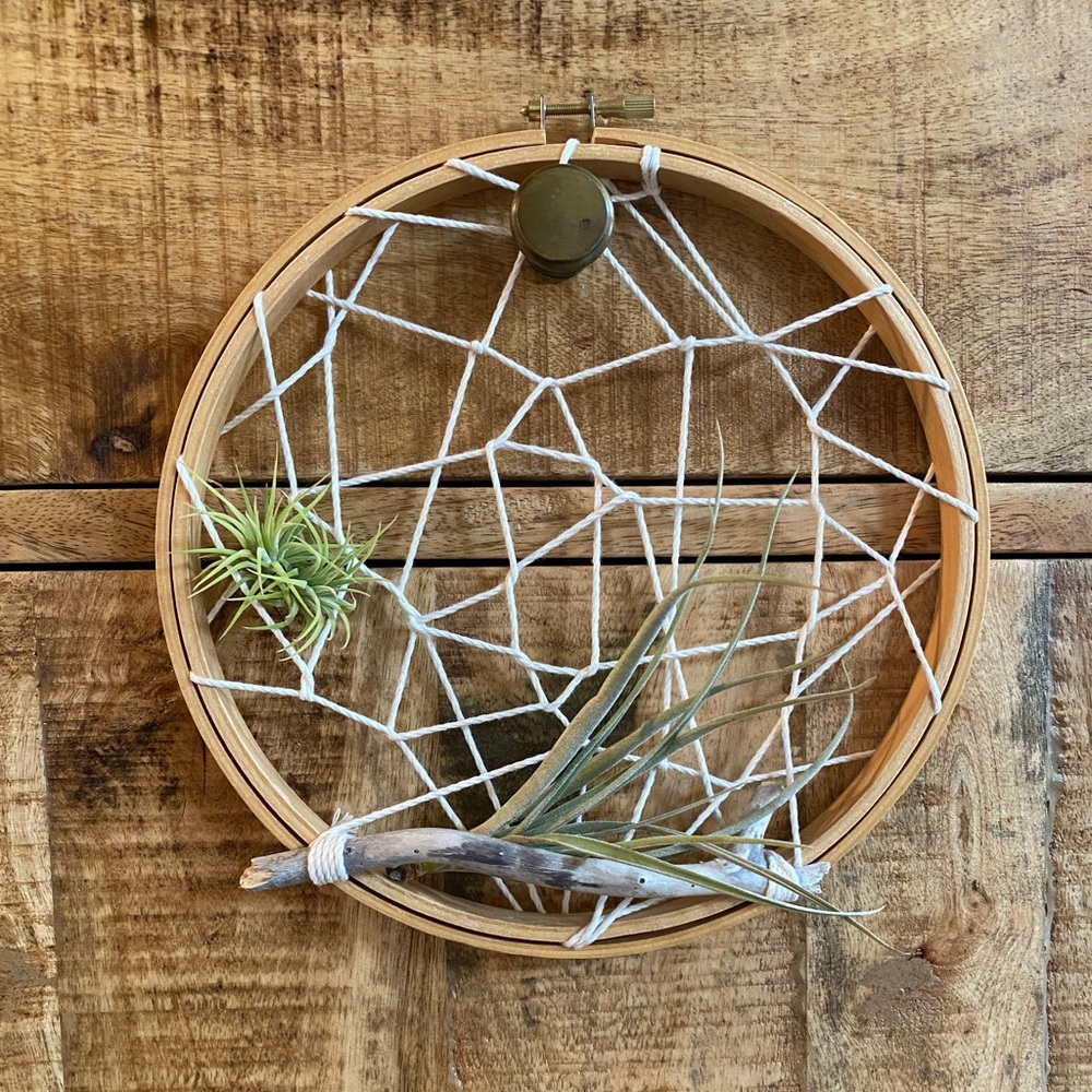 Air plant holder